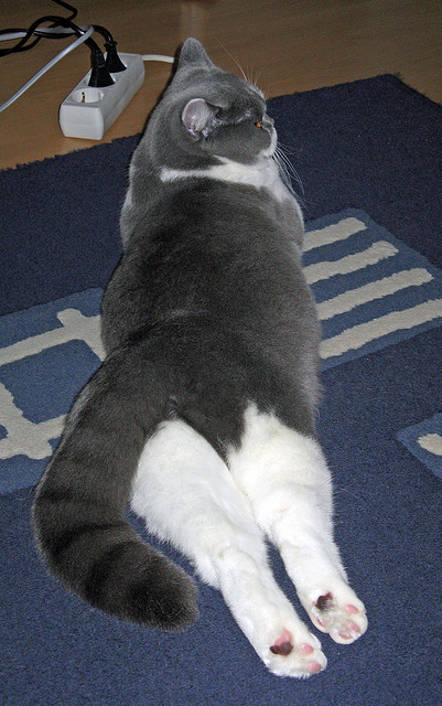 开云LOL-“我们用热情融化寒冷”——塞内加尔球迷雪中齐跳萨布尔舞，塞内加尔运动员