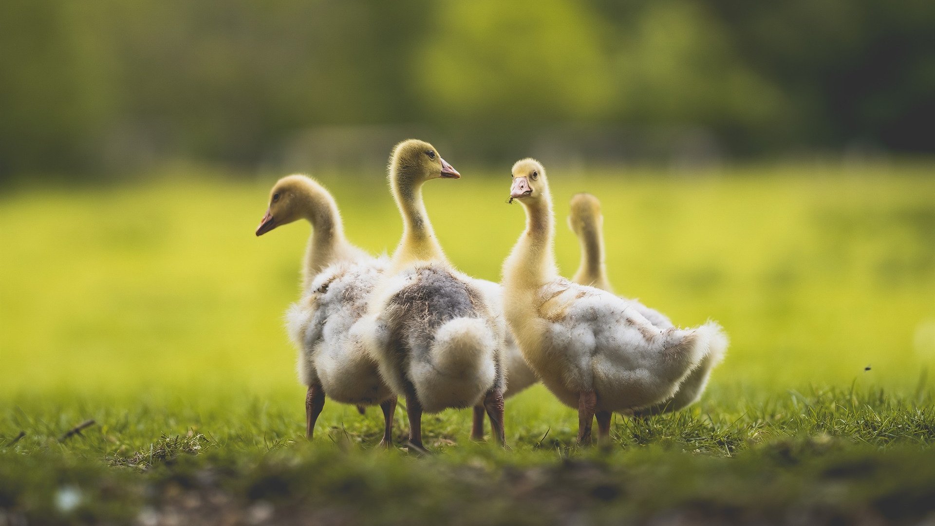 “战术对决:布置与应变中的精彩瞬间”,战术队伍