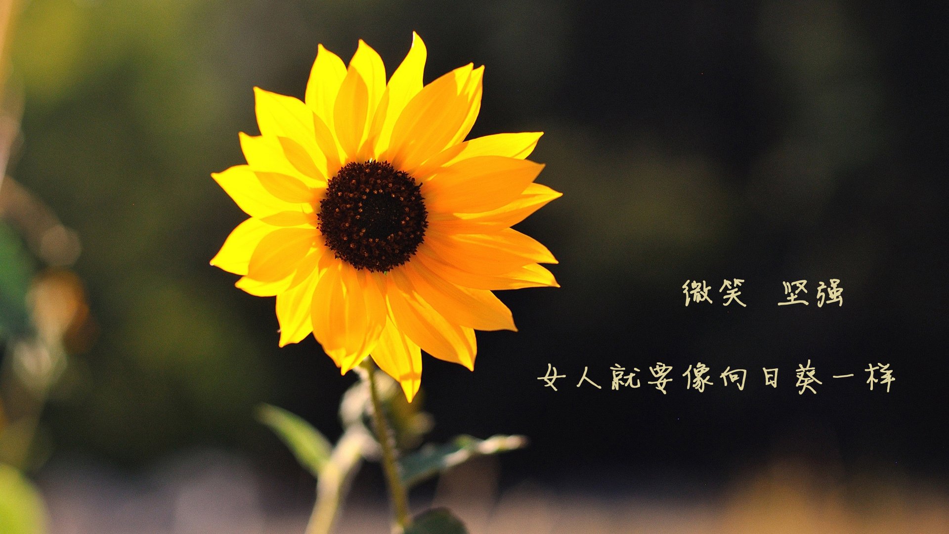 《Dota 2奇迹时刻,逆转绝杀震撼全场》,dota2 奇迹哥