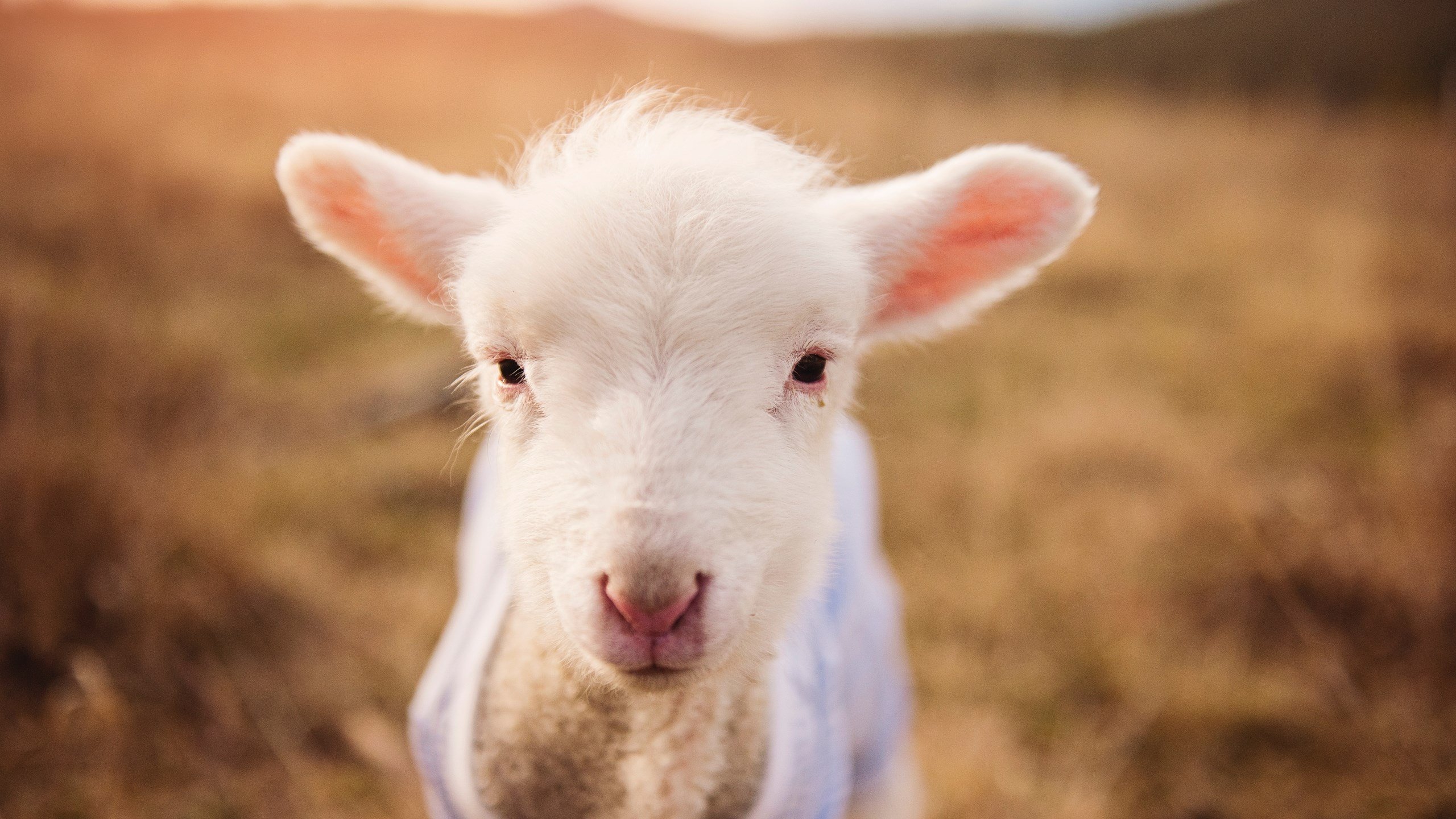 开云kaiyun-守望先锋 俱乐部加大选手培养力度，守望先锋队员